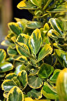 1-2 Yaş Arası Tüplü Gold Taflan (Euonymus japonicus 'Aureo-marginatus') Fidanı - Altın Sarısı ve Yeşilin Göz Alıcı Uyumu