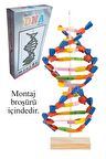 Dna Modeli 1 Paket Evadan DNA Yapım Seti Dna Saemalı Deney Yapım Seti Okul Materyali
