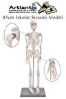 İskelet Maketi 85 cm 1 Adet Eğitim İnsan İskelet Modeli İskelet Sistemi Haraketli İskelet Anatomisi