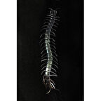 Büro Ev Ofis Eğlence Korku Şakası için Tekli Karanlıkta Parlar Fosforlu Kırkayak