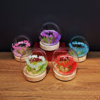 Büro Ev Ofis Hediyesi için Tekli Led Işıklı Lale Figür Cam Fanus