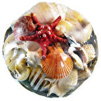 Fruit Of The Sea 12 İnç