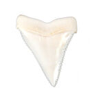 Köpekbalığı Dişi-Azı