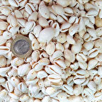 Cyprea Annulus Delikli Kavrulmuş Deniz Kabuğu 100 GR