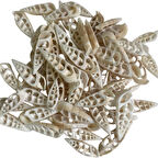 Kesik Vertegus  Kiloluk Deniz kabuğu 1 Kg