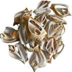 Strombus Aurisdiane Deniz Kiloluk Deniz Kabuğu (1 KG)