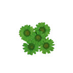 Preslenmiş Kurutulmuş Papatya Çiçek Bitkiler Epoksi Reçine Kolye Takı Papımı (100 Adet)  Yeşil