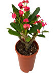 2 ADET DİKENLER TACI EFORBİA MİLİ (Euphorbia Milii) KIRMIZI RENK