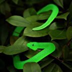 Karanlıkta Parlayan Yanan Kobra Model Yumuşak Şaka Yılanı 80 cm (3984)