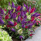 Mixed Pastel Renkler Kelebek Çalısı Fidanı Nadir Türler Birarada 4 adet