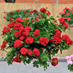 Nadir Bitki Katmerli Sarkan Grandeur İvy Arctic Burgundy Sakız Sardunya Fidesi (1 adet)(Kopya)