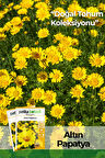 100 Adet Altın Papatya Tohumu (Anthemis Tinctoria Kelwayii)