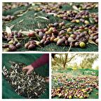 4X5 METRE ZEYTİN SERGİSİ ZEYTİN TOPLAMA FİLESİ FINDIK FISTIK ÖRTÜSÜ %75 GÖLGELİK DUT MEYVE SERGİSİ TABAN ÖRTÜSÜ