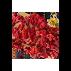 Kuru Dolmalık Kapya Biber - 60 Adetli