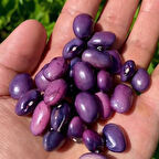 Geleneksel  Purple Sırık Fasulye Tohumu (10 tohum)