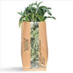 Organik Adaçayı 250 gr (Günlük Taze Kesim)