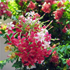 Quisqualis İndica Yoğun Kokulu Bindallı Sarmaşığı Fidanı (10-20cm)