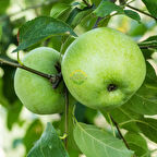 4 Yaş Aşılı Granny Smith Elma Fidanı *Yarı Bodur*