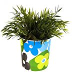 Saksı,Mavi Papatyalı Melamin Çiçeklik 14x14cm