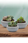 Omnipazar Dekoratif Aranjman Kaktus Sukulent Saksı 3'lü Set Gri