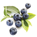 1-2 Yaş Arası Tüplü Yaban Mersini (Vaccinium corymbosum) Fidanı - Sağlıklı ve Lezzetli Mavi Meyveler