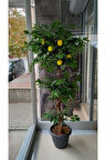 Limon Ağacı 180 Cm Yapay Ağaç Üretim Saksısı