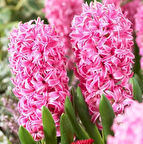 Pembe Sümbül Soğanı "Pink Pearl" 5 Adet