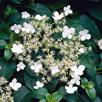 1 Adet Sarmaşık Ortanca Gülü (Hydrangea petiolaris) Fidanı - Gösterişli Çiçekli Sarmaşık, 1-2 Yaş Arası Tüplü