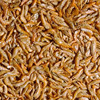 Tropical River Shrimps 100 Gr Kovadan Bölme