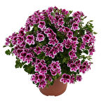 Pac Angeleyes Randy Sardunya Canan Fidesi (1 adet)