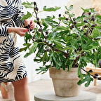 Bodur Soğuklara Dayanıklı Little Mis Figgy İncir Fidanı Kendine Verimli