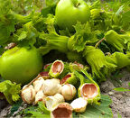 1kg 1.kalite Taze Yaş Yeşil Fındık, Organik Fındık, Sütlü Fındık, Kabuklu Fındık, Çiğ Fındık