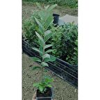 Tüplü Fidan KAYMAK AĞACI FİDANI İKİ ADET