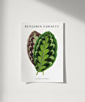 Çerçevesiz Poster Benjamin Fawsett Calathea Veitchiana