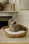 Dekoratif Hasır Kedi Köpek Yatağı Sepet 53cmx40cmx14cm