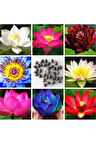 Lotus Çiçeği Tohumu Nilüfer Su Zambağı Tohumu 2 Tohum