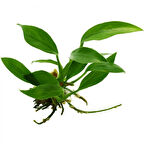 CANLI BİTKİ ANUBİAS ORTA