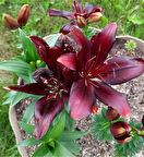 3 adet zambak fidanı karışık renk ..tüplü....