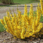 Bodur altınçanak Forsythia 'Mini Gold' 1-2 yaş