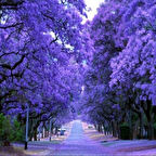 Tüplü Yoğun Çiçekli Jacaranda(Jakaranda) Ağacı Fidanı(80-130 cm)