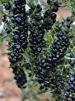 6 adet gojiberry fidanı ( siyah meyve  ) tüplü aşılı 12 ay dikim.