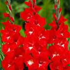 Gladiolus Traderhorn Kırmzı Glayör Çiçeği Soğanı (2 adet)