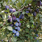 6 Yaş Aşılı Mürdüm Erik Fidanı