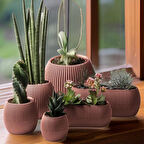 Omnipazar Mercan Dekoratif Sukulent Kaktüs Plastik Saksı Takımı 6'lı Set Pembe
