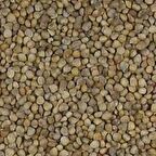 Dökme Tohumlar Ispanak Tohumu - 100 gr