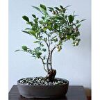 BLUEBERRY BONSAİ AĞACI 10+ TOHUM