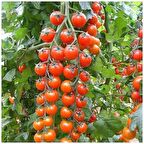 SÜPER SWEET CHERRY DOMATES TOHUMU