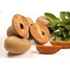 SAPODİLLA MEYVESİ TOHUMU