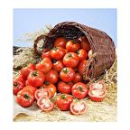 ERKENCİ DOMATES TOHUMU