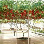 Dev Domates Ağacı Tohumu